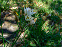 Nothoscordum gracile image