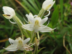 Habenaria monorrhiza