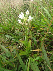 Habenaria monorrhiza