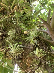 Tillandsia geminiflora