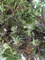 Tillandsia geminiflora