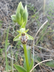 Ophrys umbilicata
