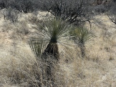 Yucca elata