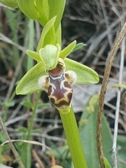 Ophrys umbilicata