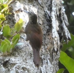 Lepidocolaptes souleyetii