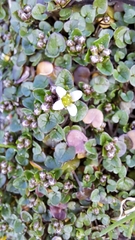 Cochlearia danica