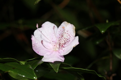 Theaceae