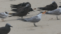 Thalasseus bengalensis