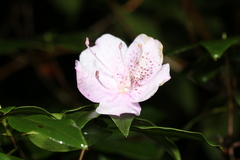 Theaceae