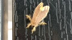 Orvasca subnotata