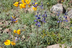 Lupinus sparsiflorus