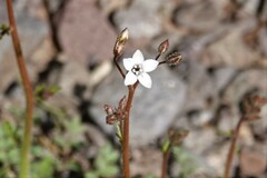 Gilia stellata