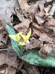Erythronium