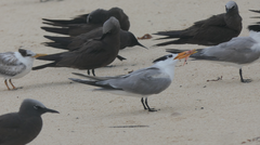 Thalasseus bengalensis