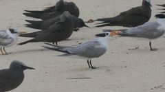 Thalasseus bengalensis