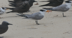 Thalasseus bengalensis