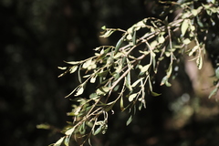 Olea europaea cuspidata