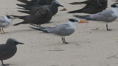 Thalasseus bengalensis