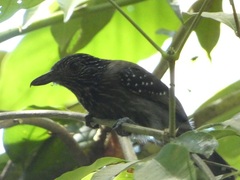Thamnophilus bridgesi