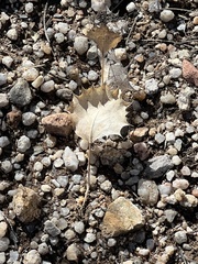 Acourtia nana
