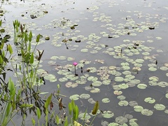 Nymphaea rubra