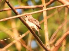 Muscicapa dauurica