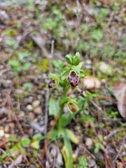 Ophrys umbilicata flavomarginata