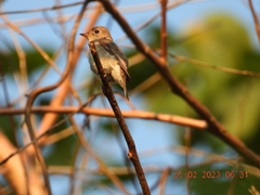 Muscicapa dauurica