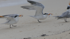 Thalasseus bengalensis