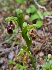 Ophrys umbilicata flavomarginata
