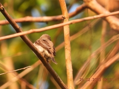 Muscicapa dauurica