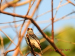 Muscicapa dauurica