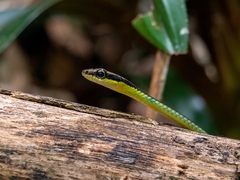 Dendrelaphis cyanochloris