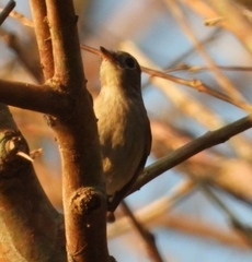 Muscicapa dauurica