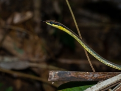 Dendrelaphis cyanochloris