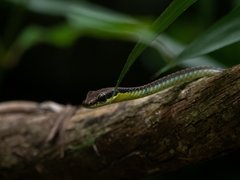 Dendrelaphis cyanochloris