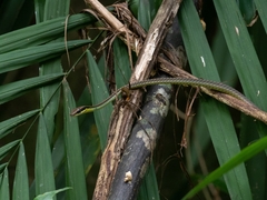 Dendrelaphis cyanochloris