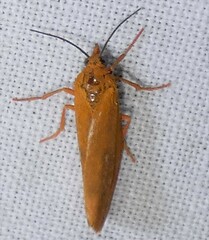 Virbia aurantiaca