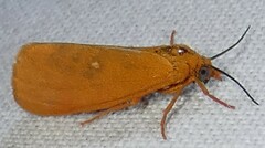 Virbia aurantiaca