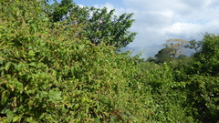Paullinia