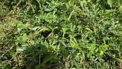 Paullinia