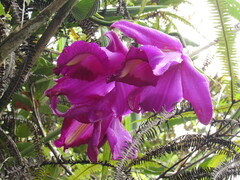 Sobralia ruckeri