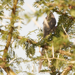 Colius leucocephalus