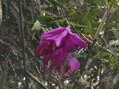 Sobralia ruckeri