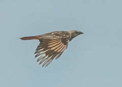 Histurgops ruficauda