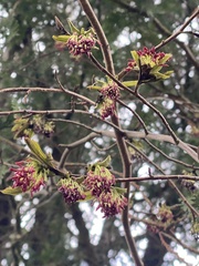 Parrotia