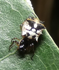 Micrathena picta