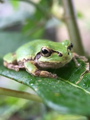 Hyla japonica