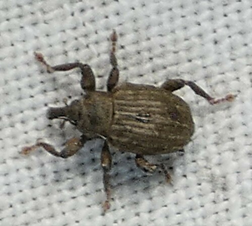Mottled Waterhyacinth Weevil