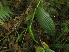 Sobralia ruckeri
